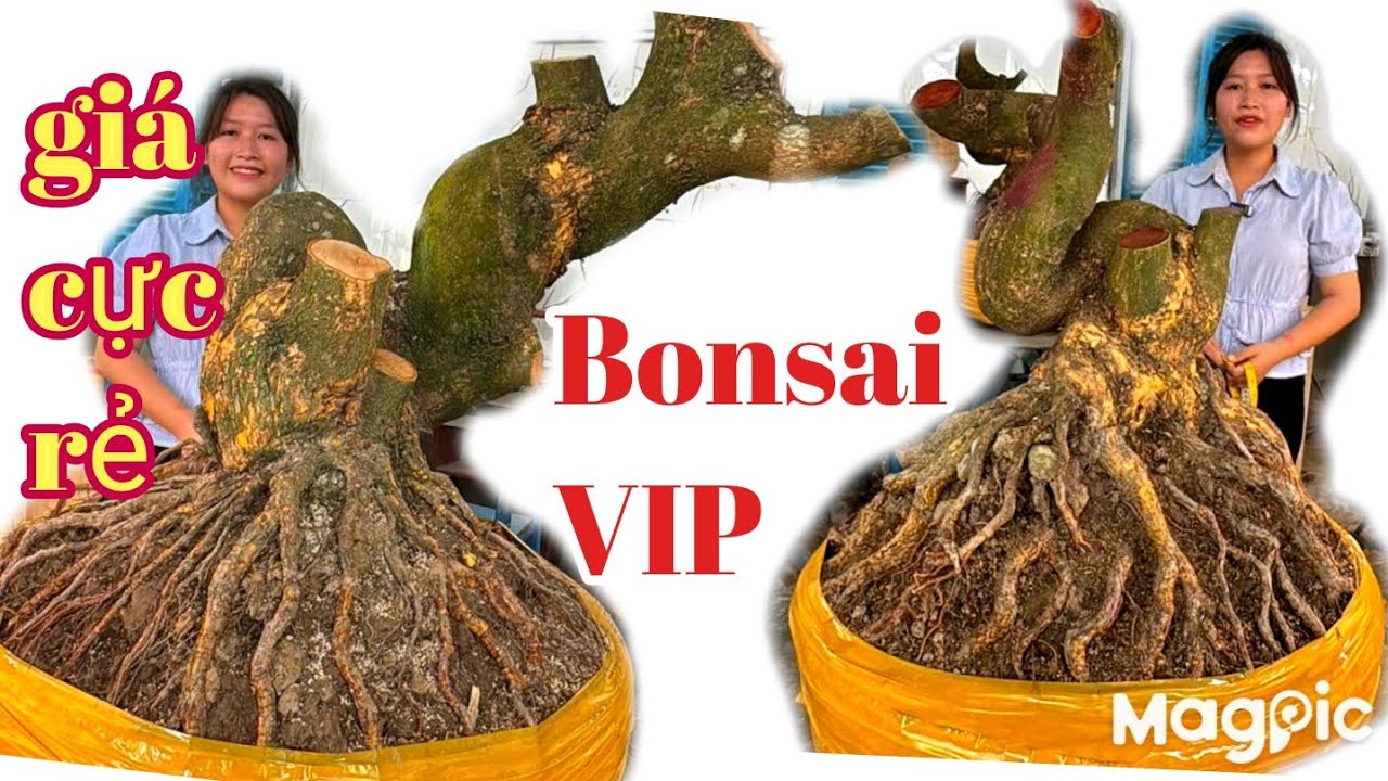 Chị Phượng 👉 Zalo 0939131136🍅Gl mai vàng bonsai quái lùn lực nghệ thuật giá cực rẻ tại ĐT 