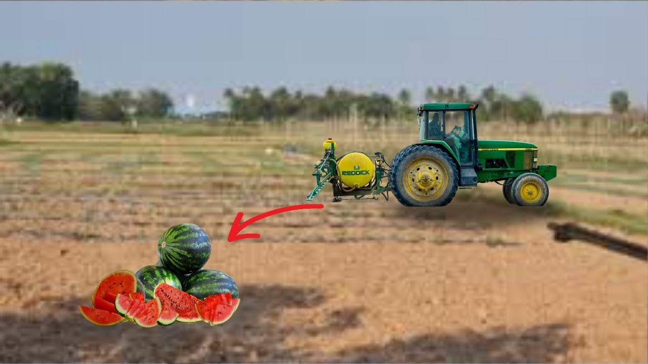 Starting watermelon cultivation on previously flooded rice fields