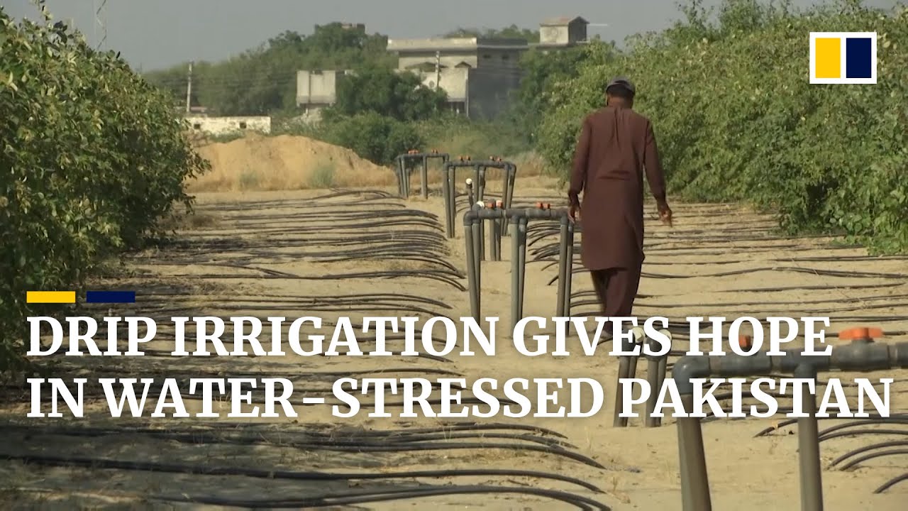 Drip irrigation system becomes beacon of hope to farmers in water-stressed Pakistan
