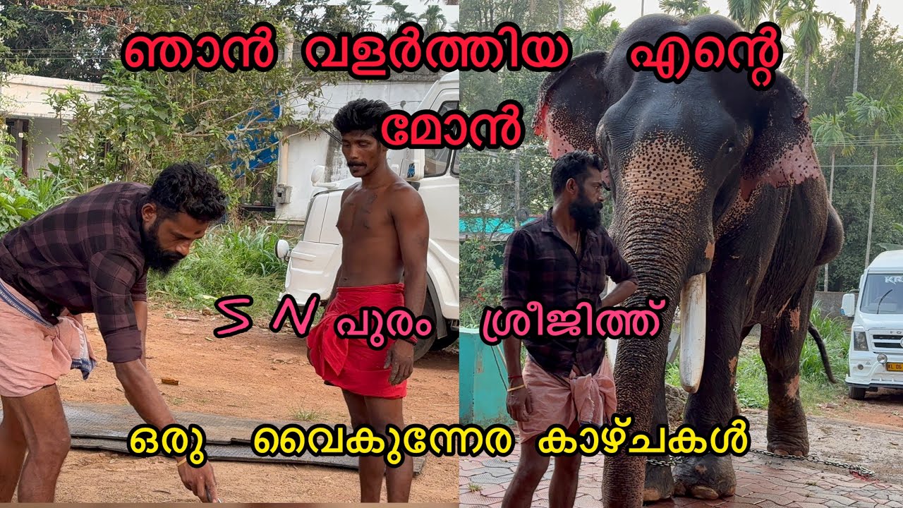 ഞങ്ങളുടെ  വൈകുനേര വിശേഷങ്ങൾ 🥰🙄/Malayalam elephant videos/ #elephant #aana 