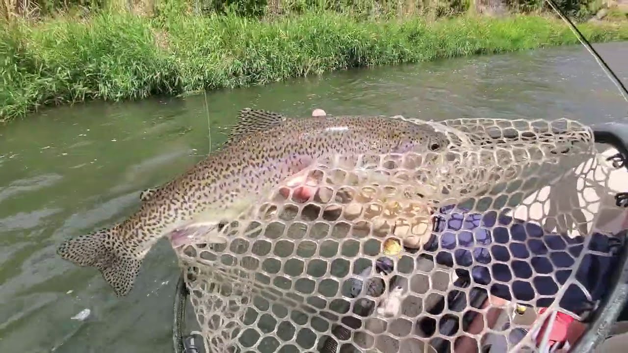 Dry Fly Fishing Tip // Walking the Dog!
