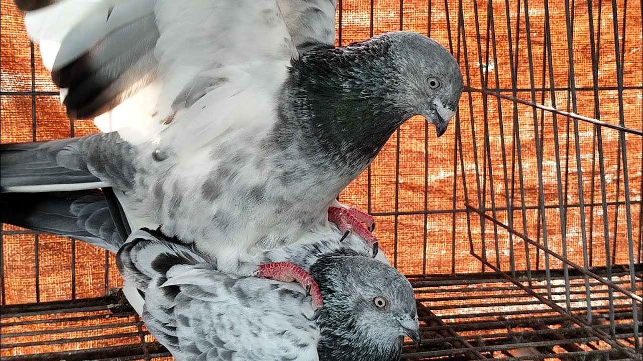 Parrot faces the best breeding pigeon in our loft #foryou #shorts #youtubeshorts 