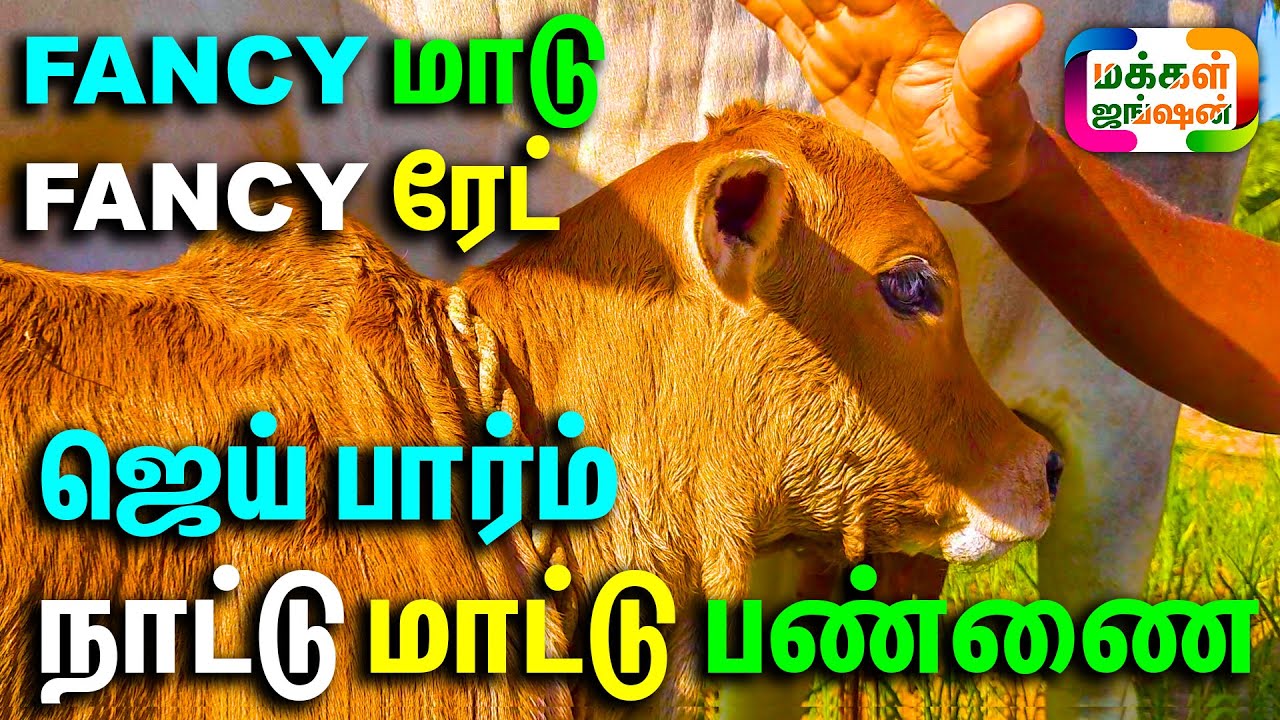 FANCY மாடு FANCY ரேட் ஜெய் பார்ம் குழந்தைவேல் காங்கேயம் நாட்டு மாட்டு பண்ணை || Jai Farm Kulanthaivel