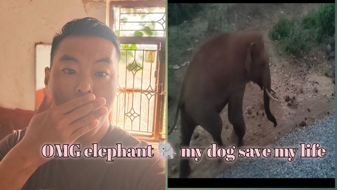OMG early morning elephant behind my home thank my dog ||kollegal Tibetan Vlogger||