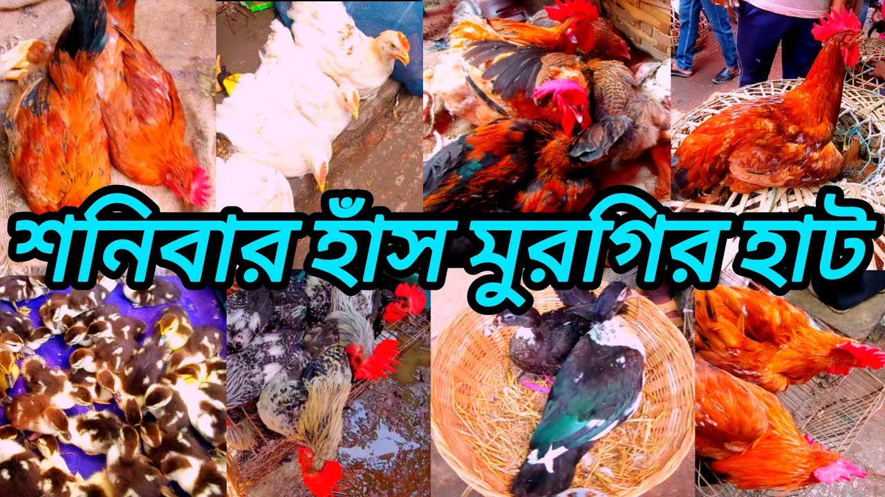 সাভার হাঁস মুরগির হাট। চীনা হাঁসের দাম কমছে। রাজহাঁস এখন দেখাই যায় না। savar hat hash murgir hat