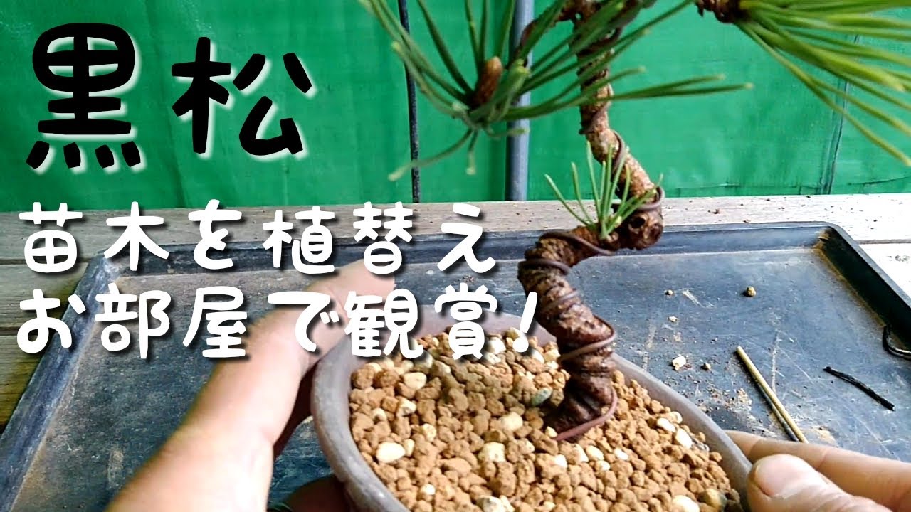 黒松　苗木を植替えお部屋で鑑賞！