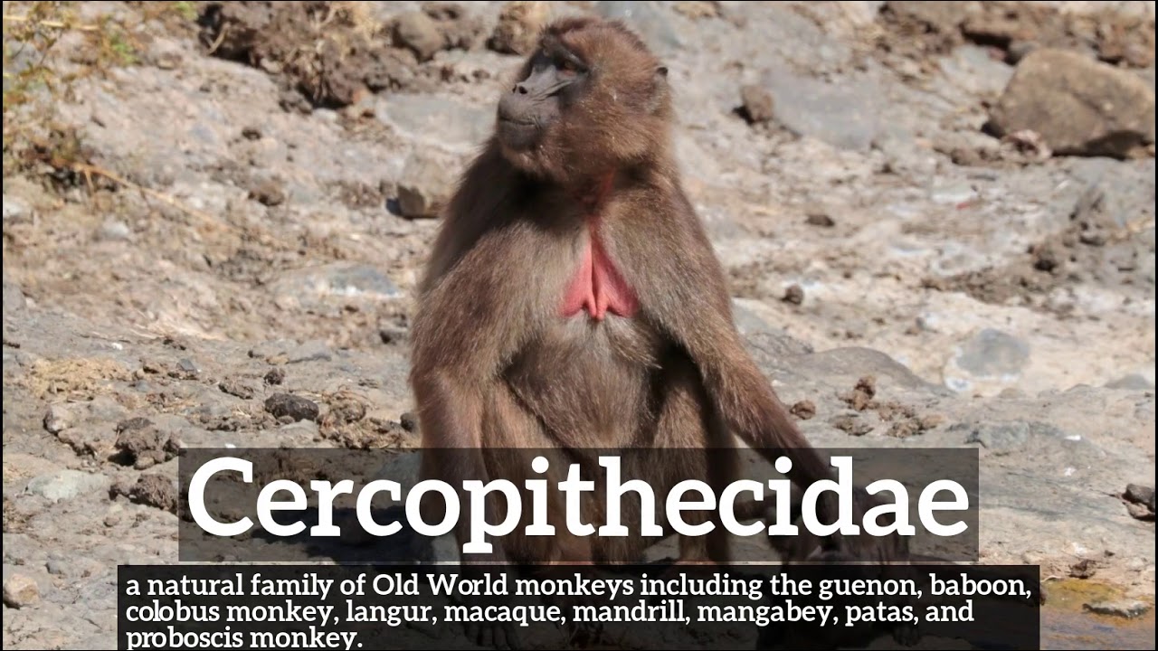 What is Cercopithecidae? | How Does Cercopithecidae Look? | How to Say Cercopithecidae in English?