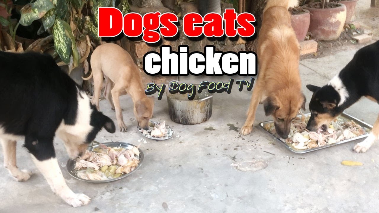 Dogs eats chicken episode 634 By Dog Food TV