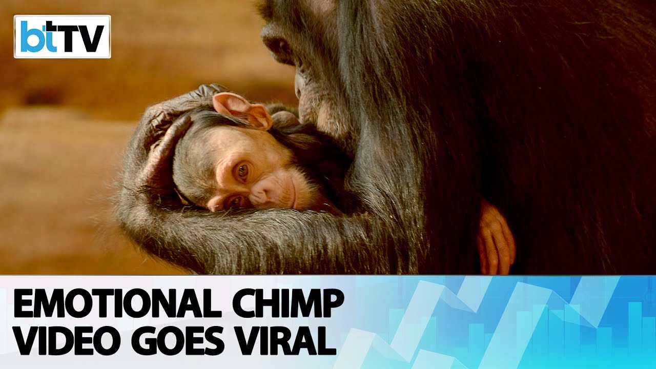 Mother Chimpanzee’s Reaction On Seeing Her Baby After a C-section