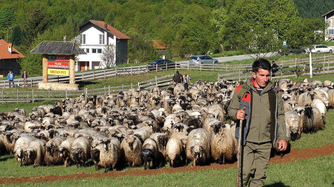 Draganovih 500 ovaca stiglo na Vlašić