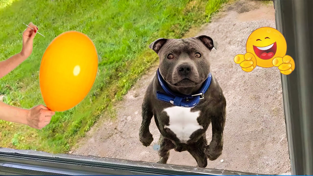 The Funniest Animal Videos Compilation! 😹🐶 Cat and Dog Videos That Don't Disappoint You