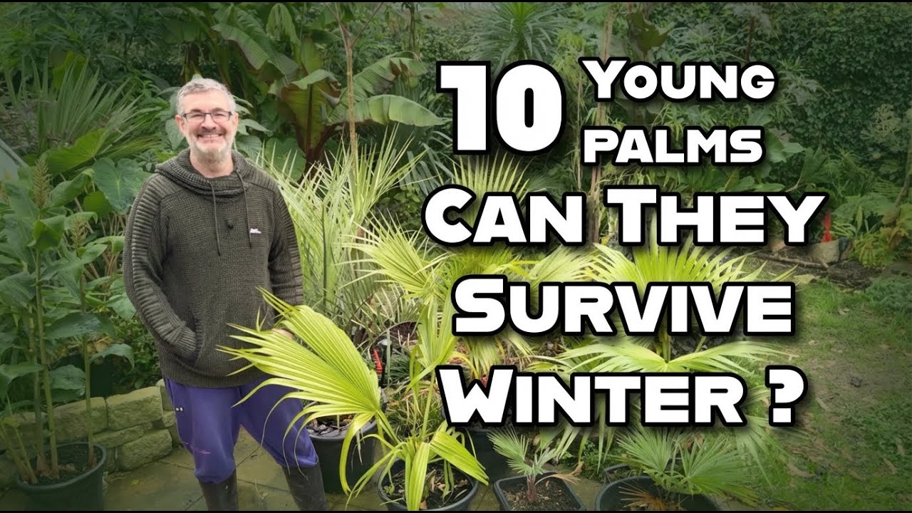 Will These Young Palms Survive a Gloucester Winter?