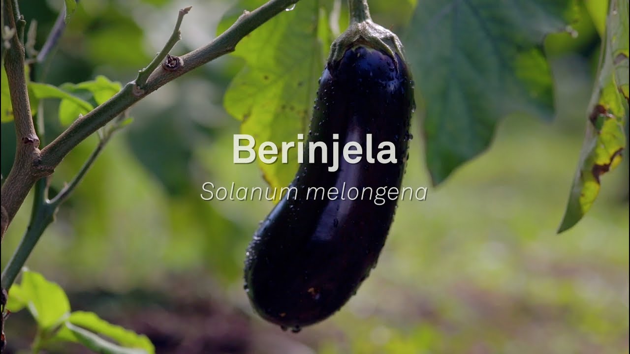 Um pé de Quê? Berinjela - Solanum Melongena