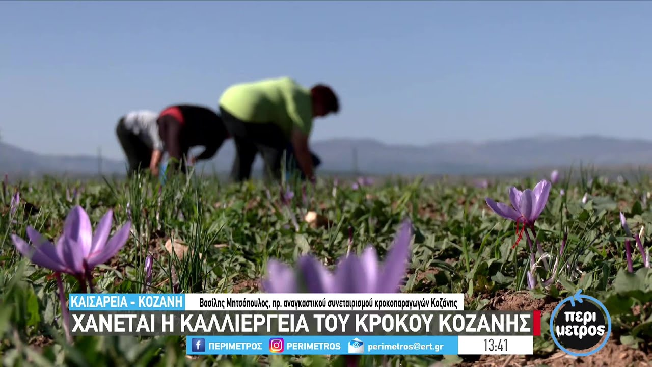Χάνεται η καλλιέργεια του κρόκου Κοζάνης | 15/11/2023 | ΕΡΤ