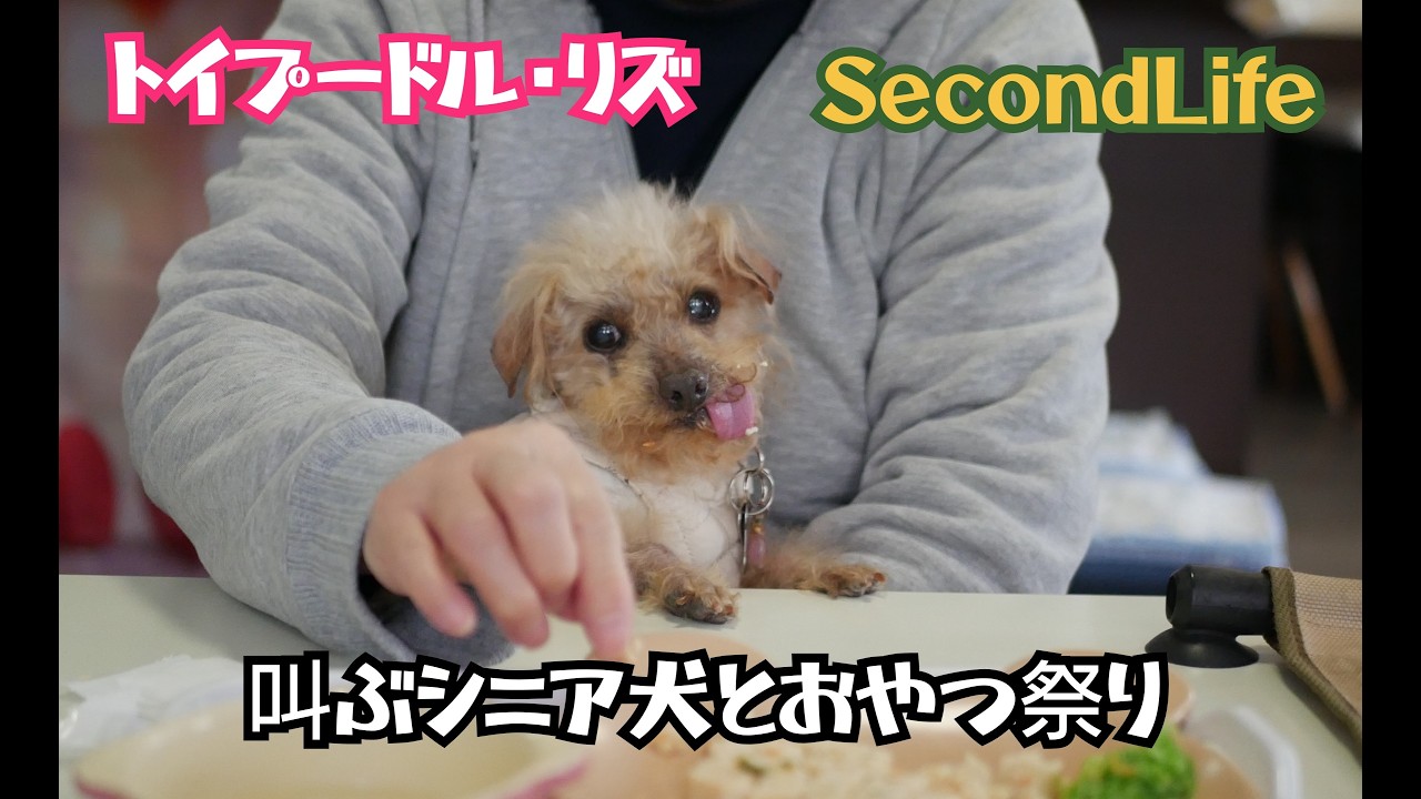 2026 02 22 叫ぶシニア犬とおやつ祭り