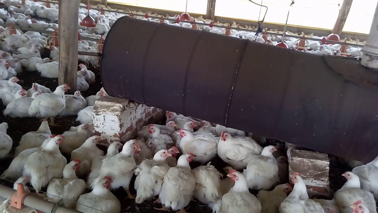 Frangos de corte com 44 dias na granja