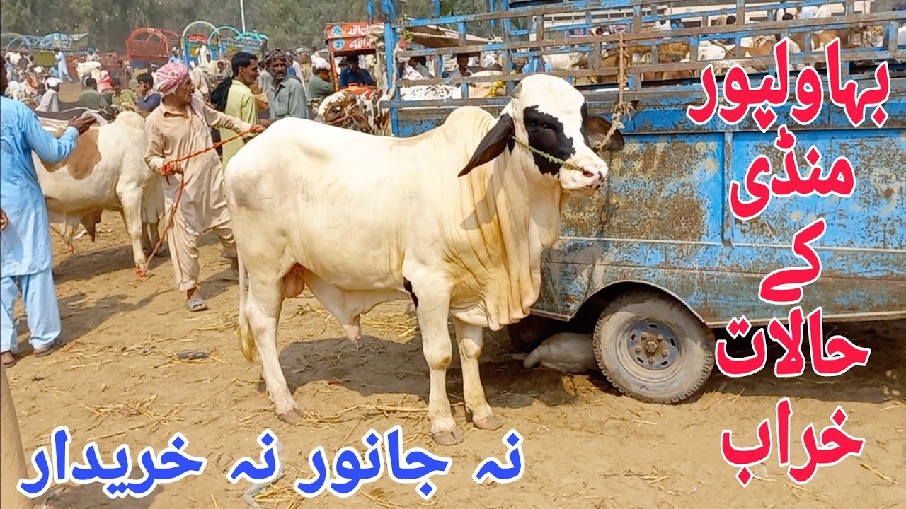 Bahawalpur Cow Mandi|Tax Ki Waja Sy Pit Gye|Na Janwar Na Kharidar|