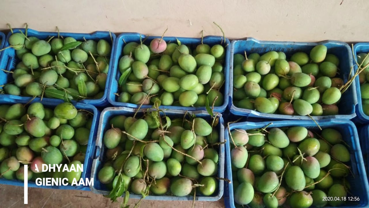 Export Quality Alphonso Direct from the farms of Ratnagiri & Devgad, Order Now, Link in description