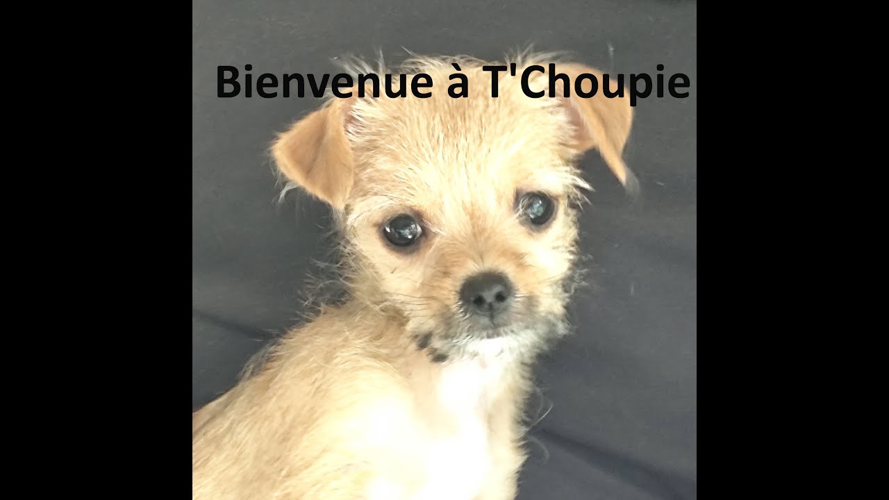 33 Bienvenue à T'Choupie