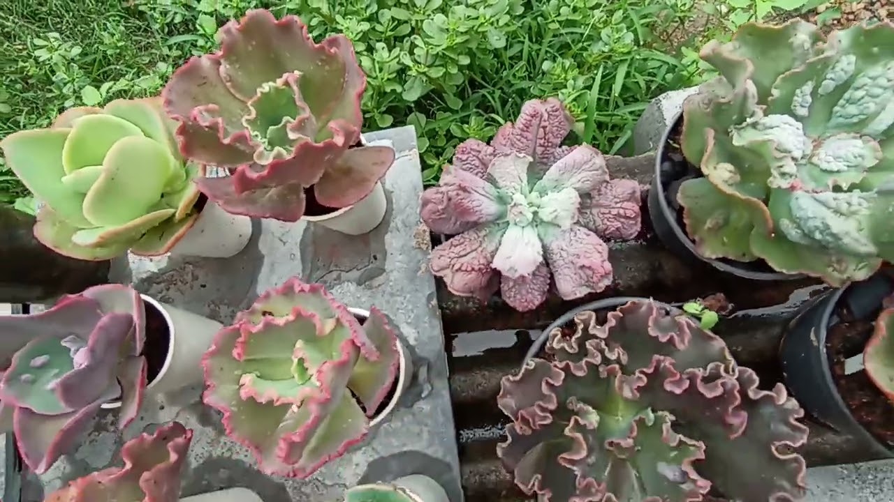 Mudei as gibifloras de lugar .