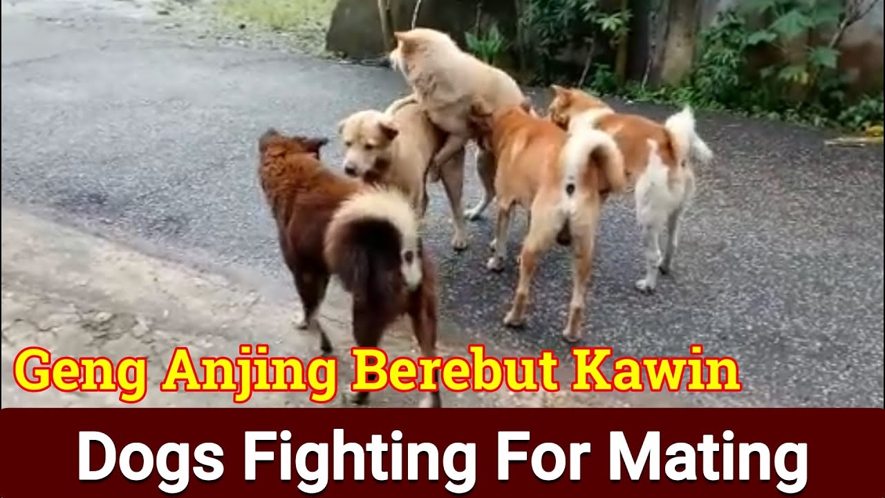 3 Anjing Jantan Bersaing Untuk Kawin Dengan Anjing Betina (Anjing Kampung) - Dogs Compete For Mating