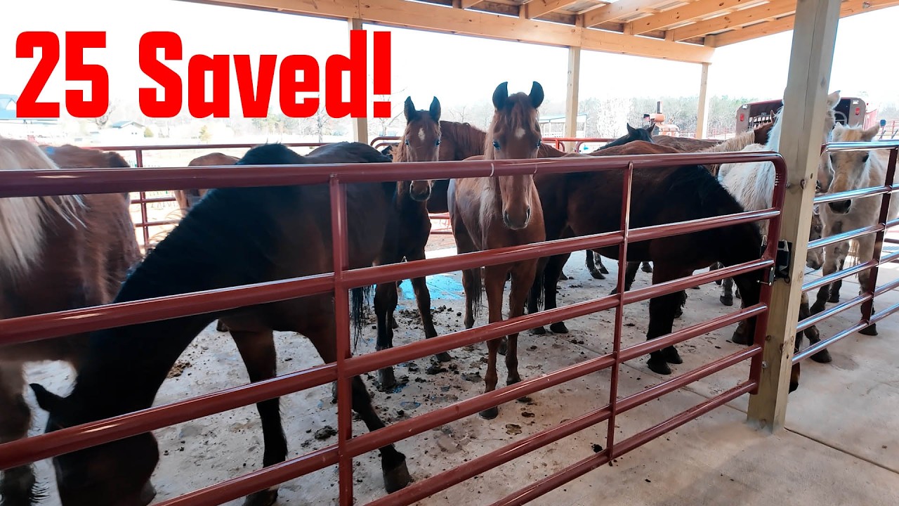 25 Saved From Slaughter - March Almost Live Intake and Assessment!