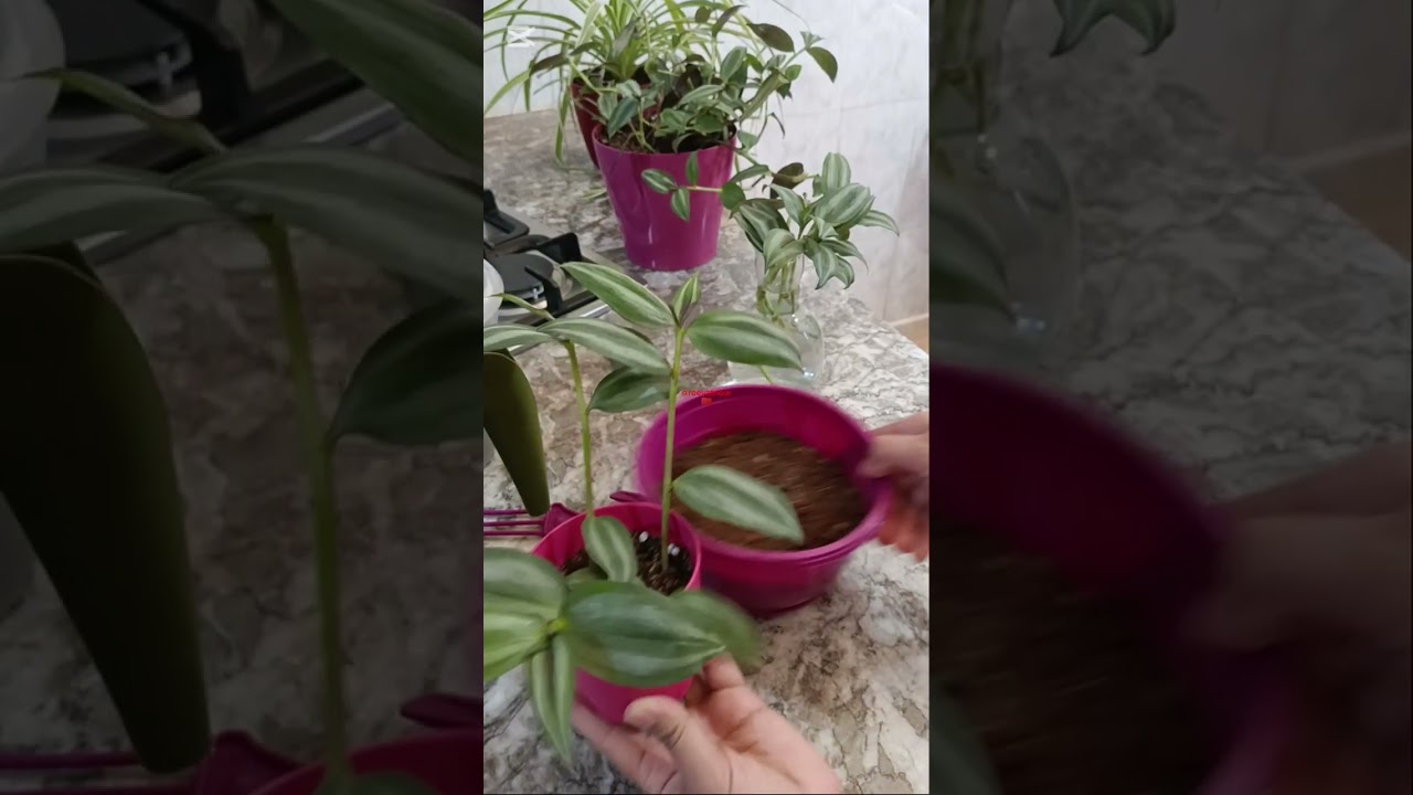 طريقة الاعتناء بنبتة المكحلة زيبرينا