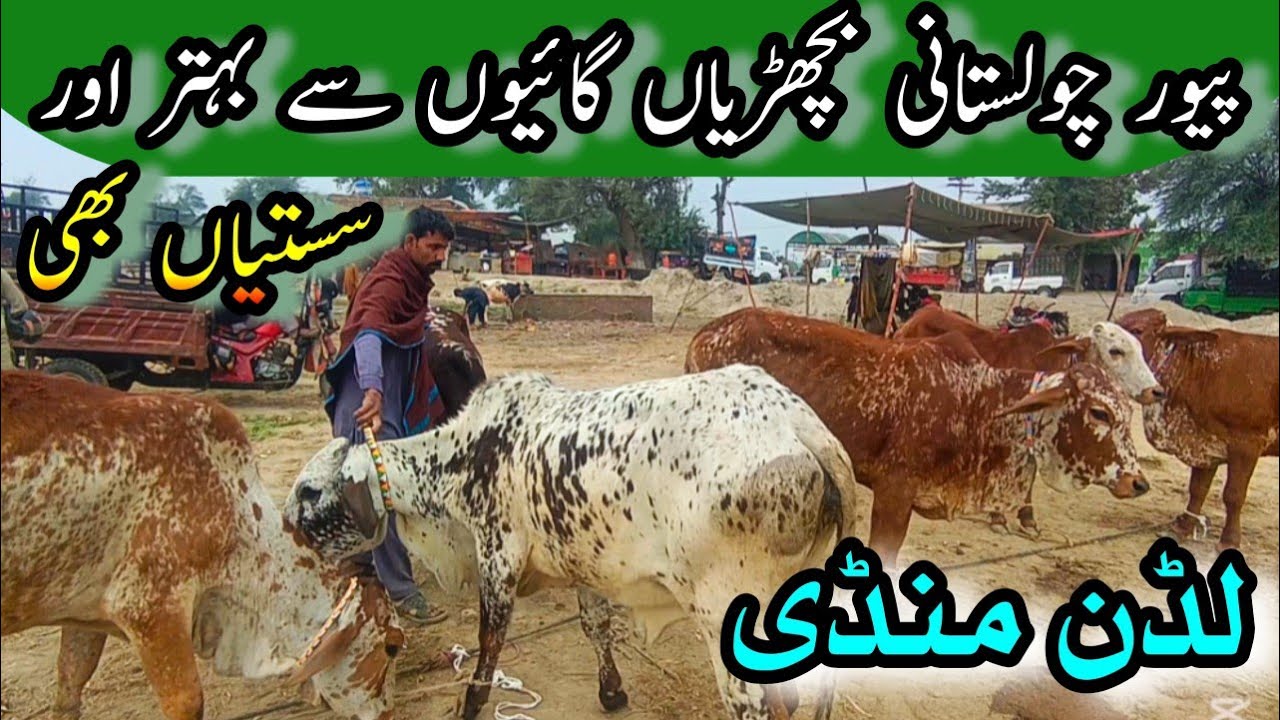 Pure Cholistani Top Quality Heifers Latest Price In Luddan Mandi