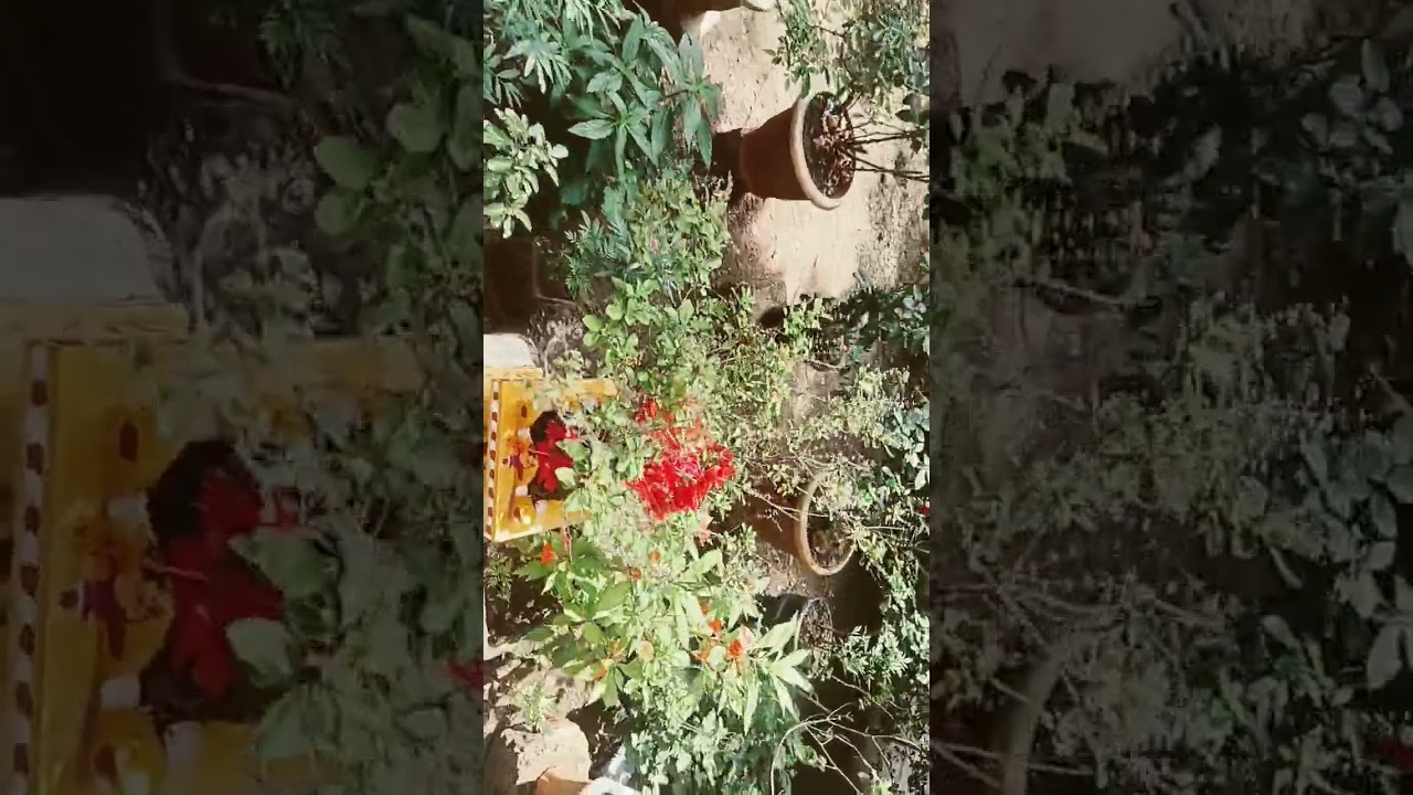 cute....nice garden bdl Bhanur.....bdl town ship