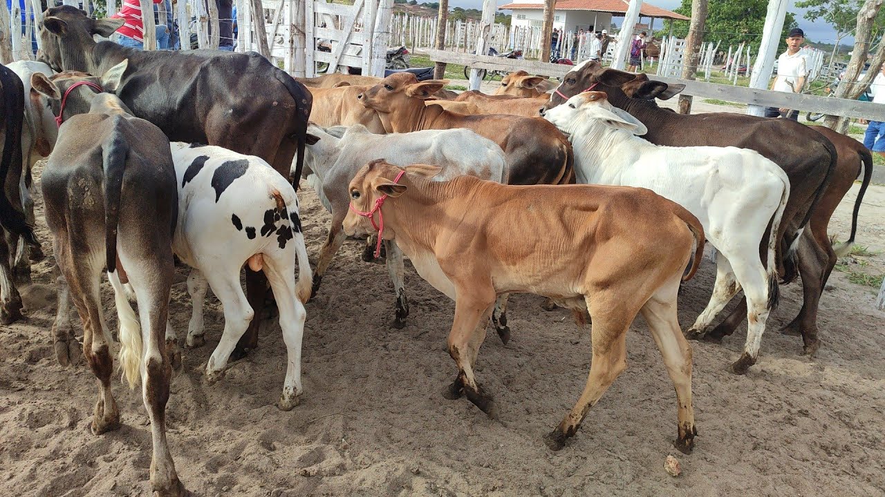 Feira de Gado de Jurema-PE 14/02/26