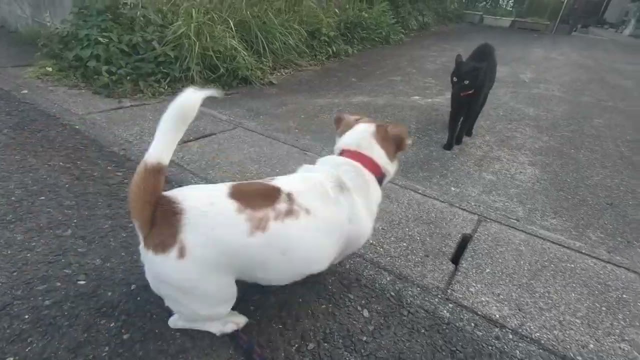 クロネコと遭遇