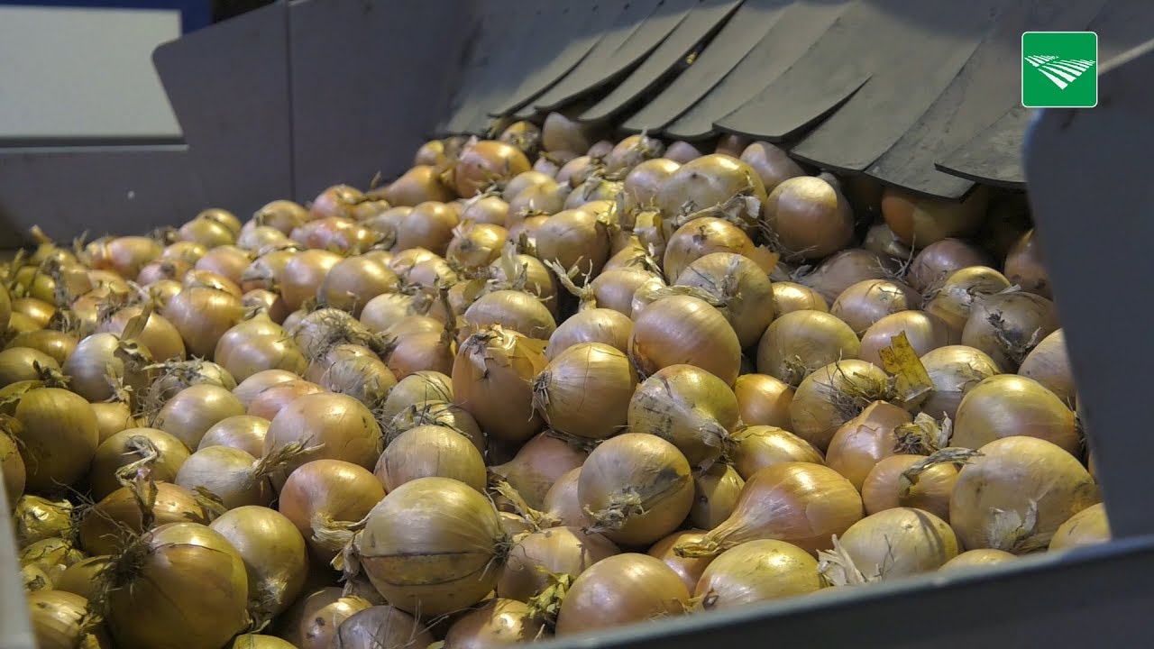 Nederlandse uien te duur voor Azië