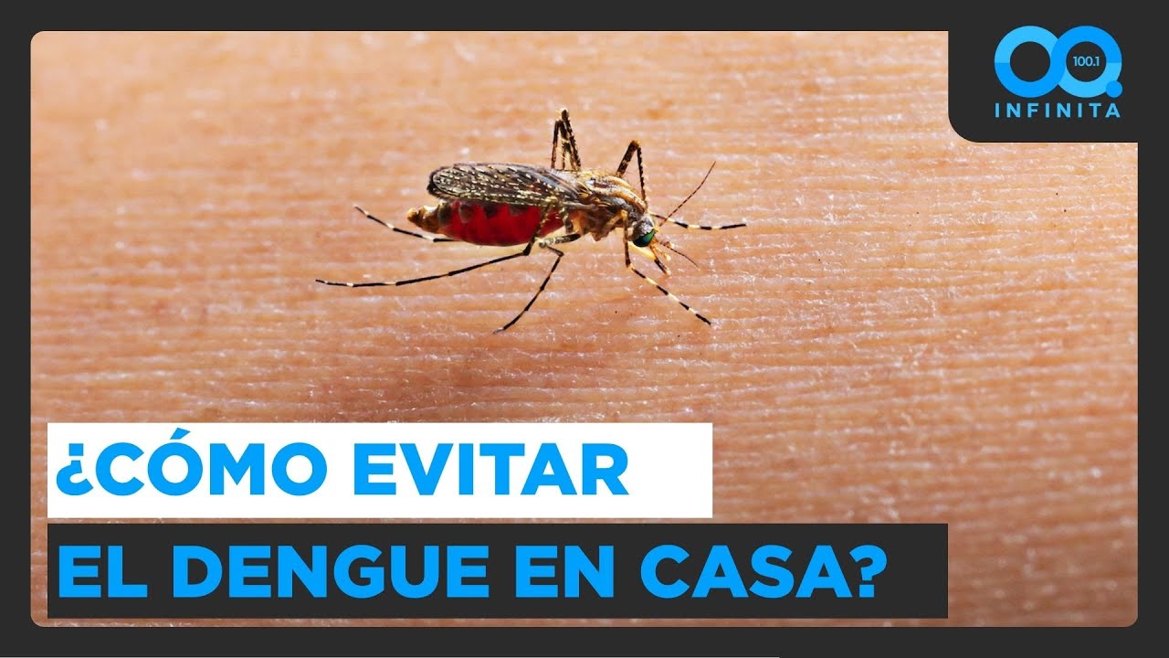 Esto debes hacer en tu casa para prevenir el mosquito del dengue