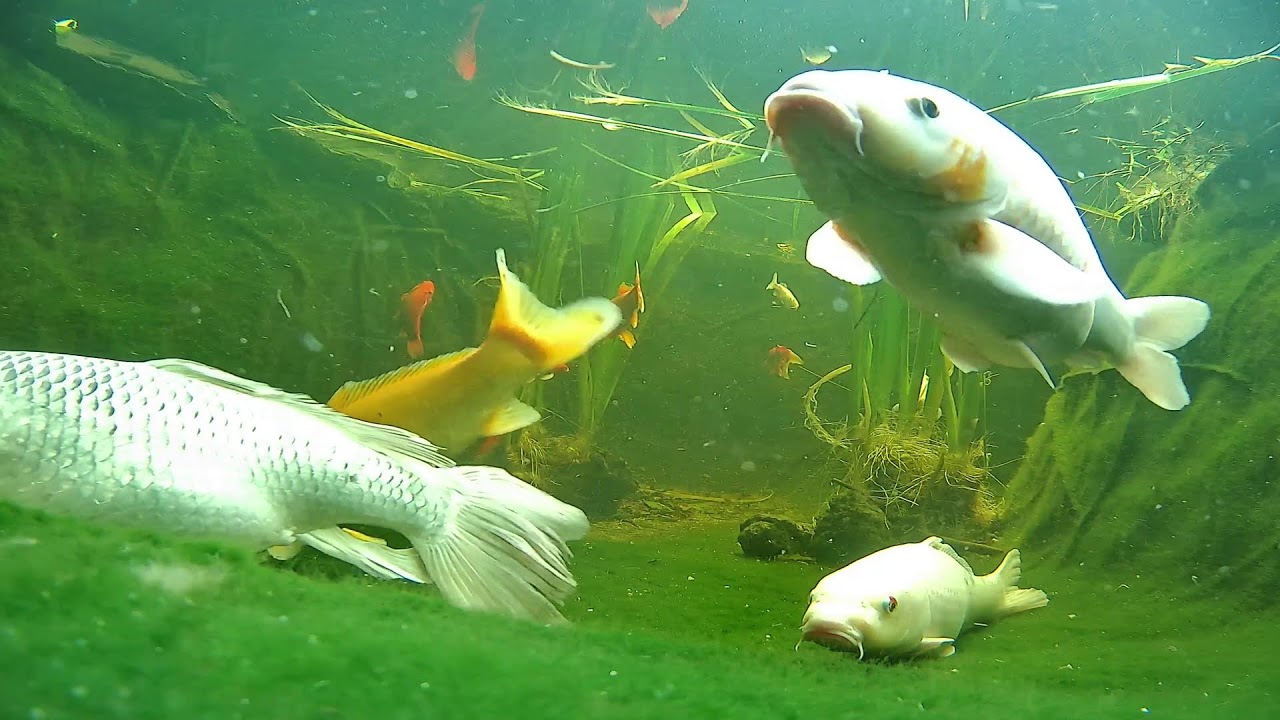 Relaxing Koi & Turtle Pond 🐟 Live Underwater Cam
