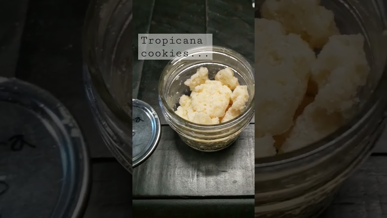 #extraction #infused #21andover #edible #flavor #newjersey  #marijuanamatters