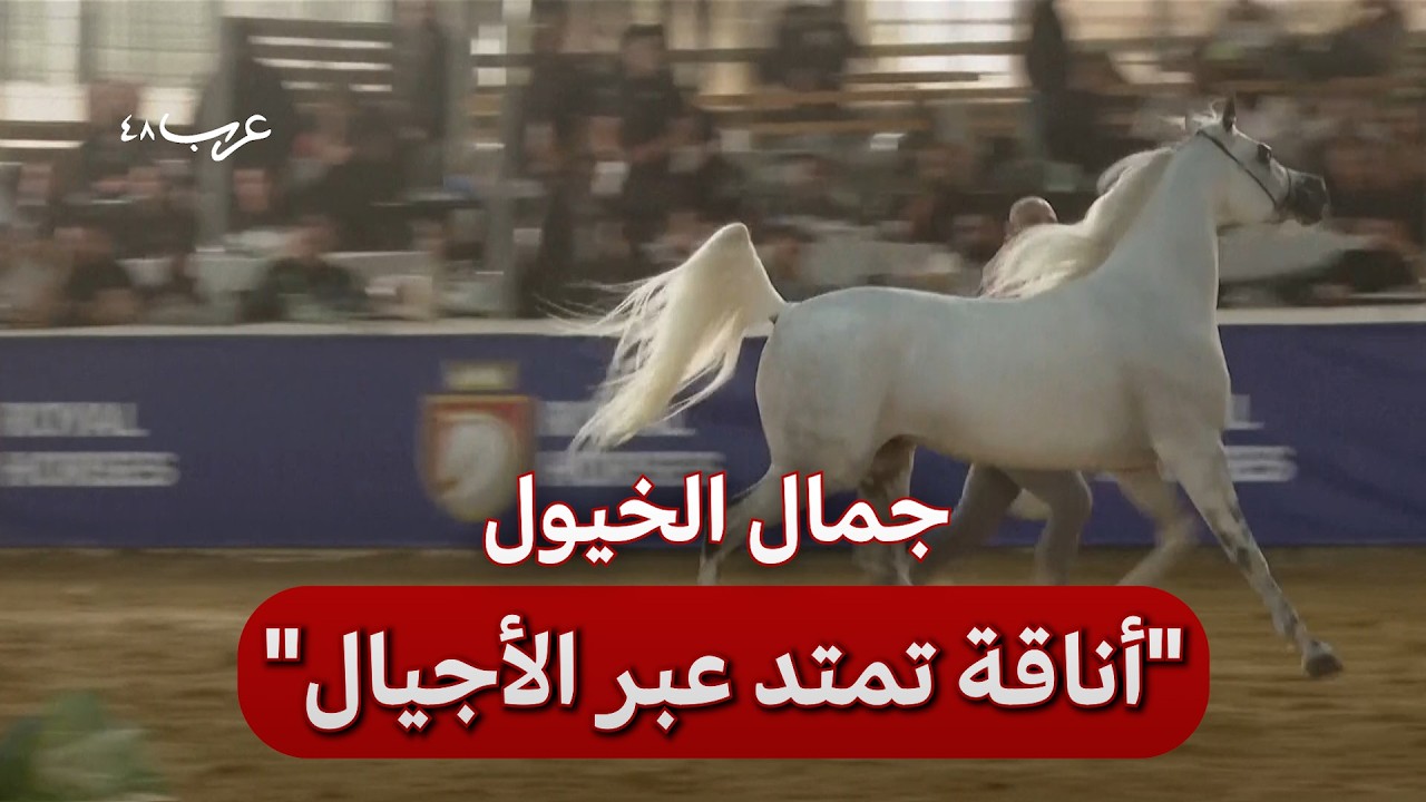 أريحا.. مشاهد من بطولة فلسطين لجمال الخيول العربية