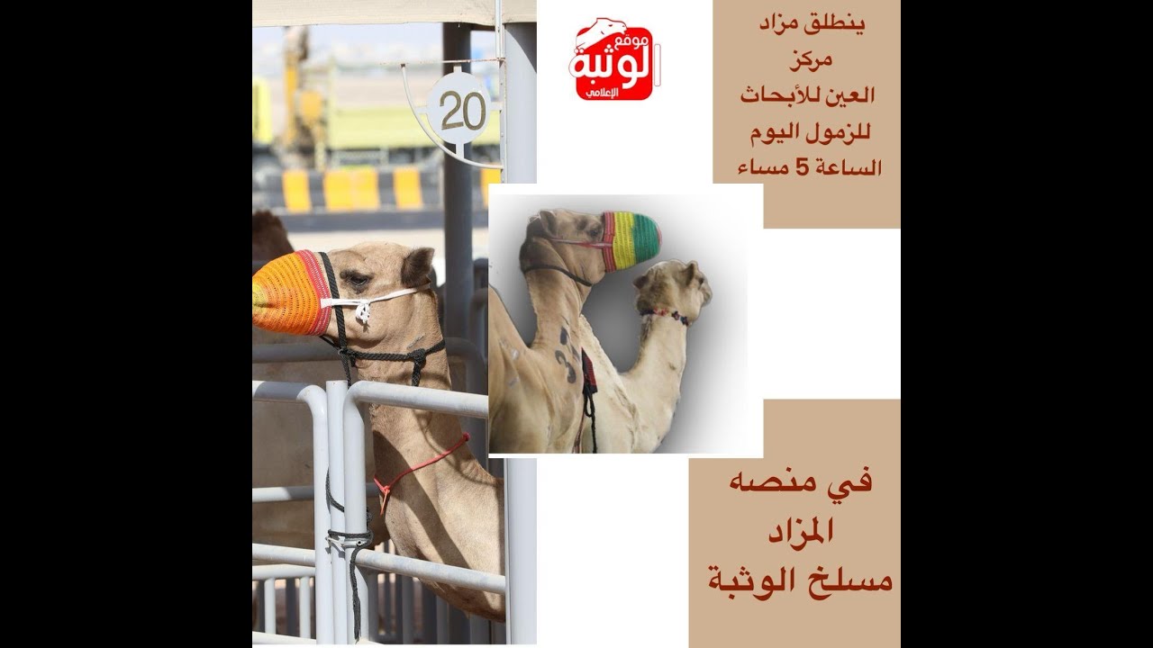 مزاد مركز العين للابحاث ( للزمول ) الأربعاء 2023/09/27