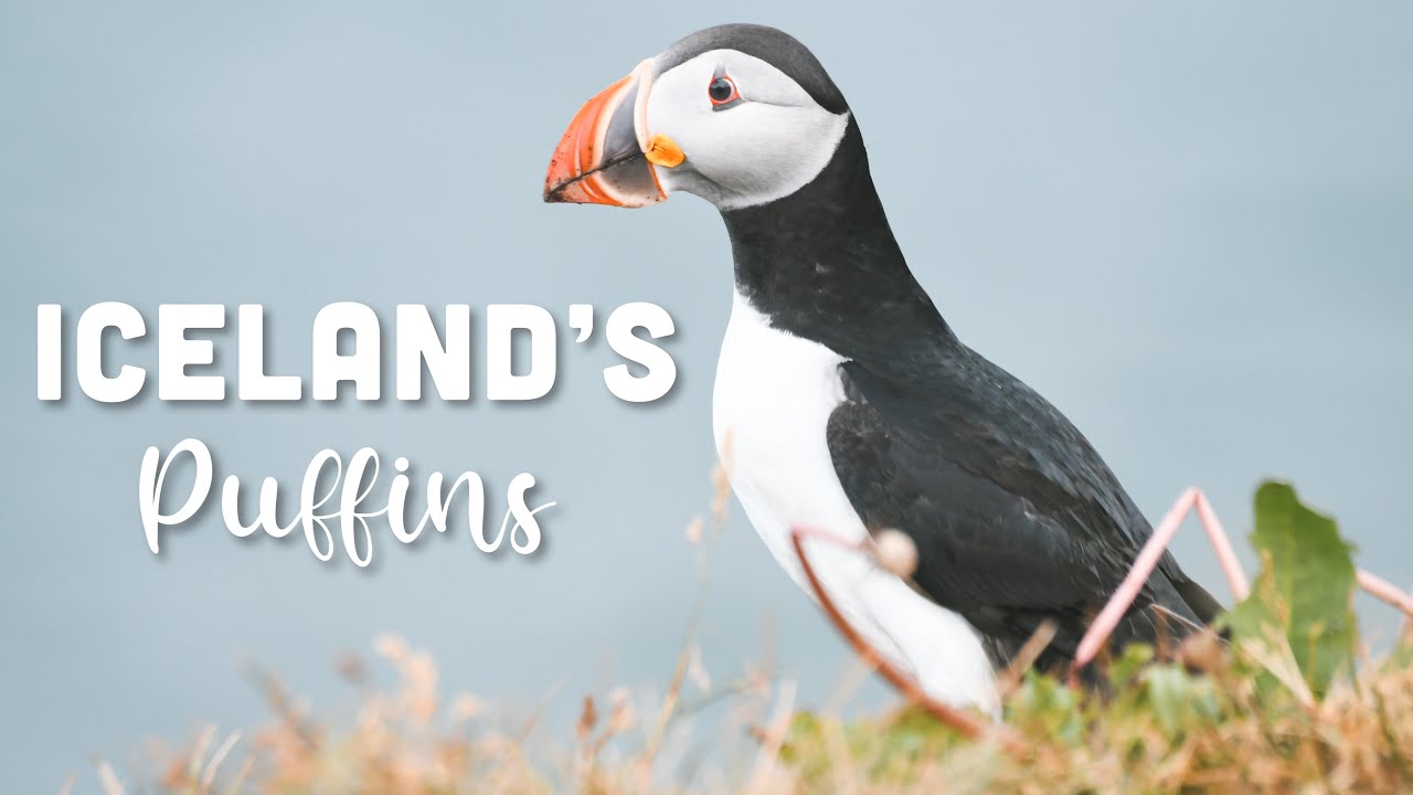 Icelandic Puffin Colony at Borgarfj&ouml;r&eth;ur Eystri | Closeups Shot on Canon m50 🐧