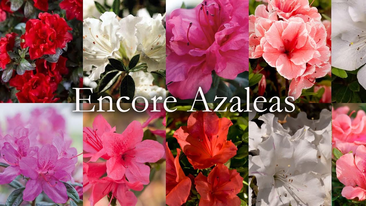 Все о Encore Azaleas