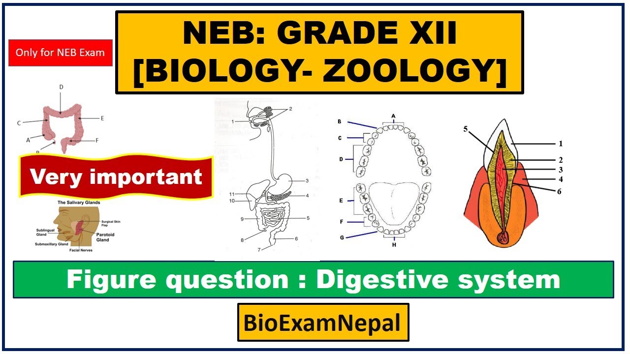Imp figure base Qs || Digestive System  | Alimentary Canal, Liver, Pancreas, Teeth, Intestine |