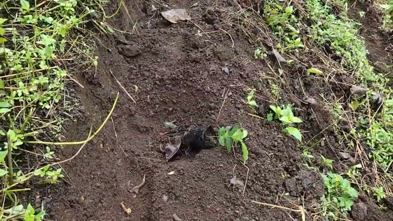 #BudidayaKopi Begini Cara Tanam kopi biar lahan maksimal dan Banyak produksi. Lahan miring.