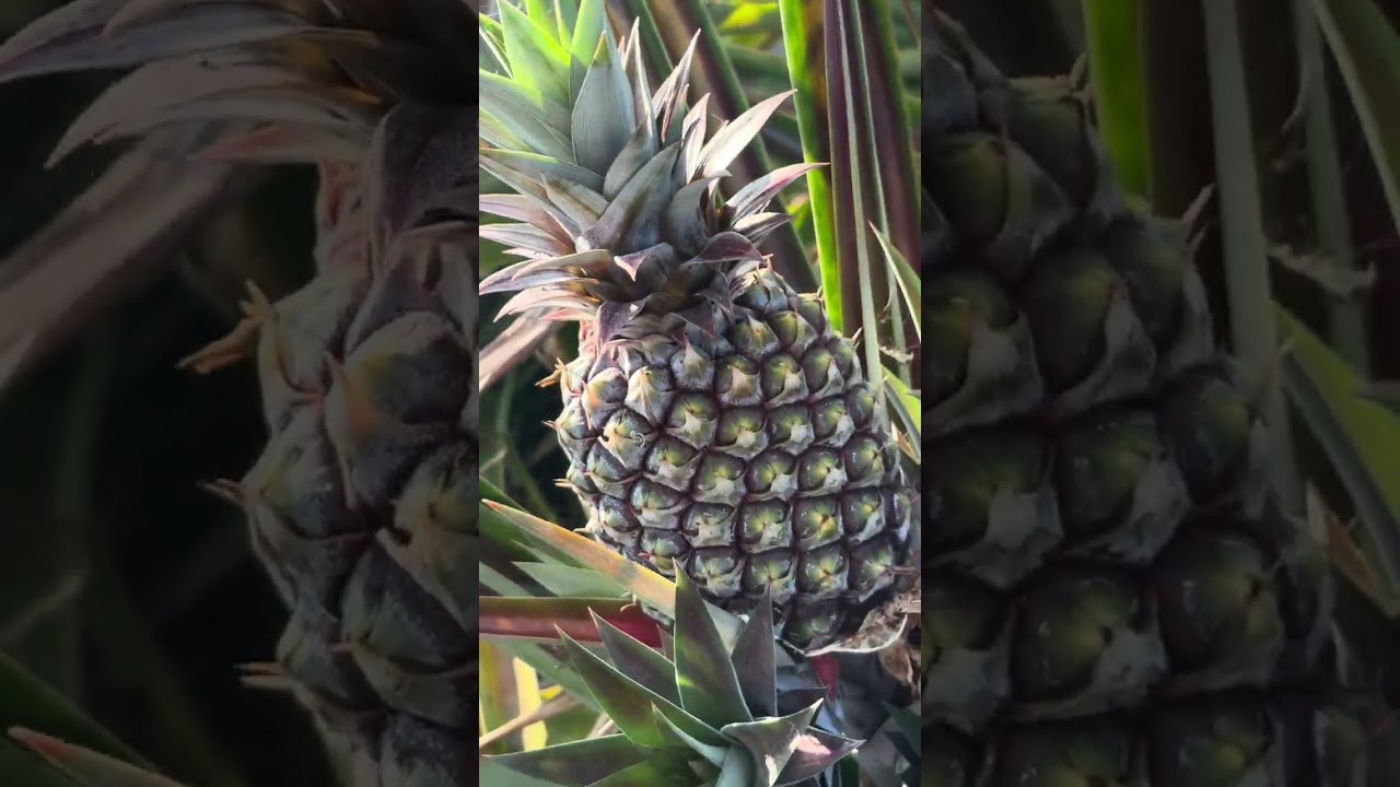 Growing sugarloaf pineapples at Jessie‘s Tropical Fruit Farm in Naples Florida ￼