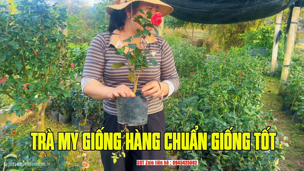 Trà My Giống Đầu Năm  2026 Giá Siêu Êm - NV Phạm Tuyến
