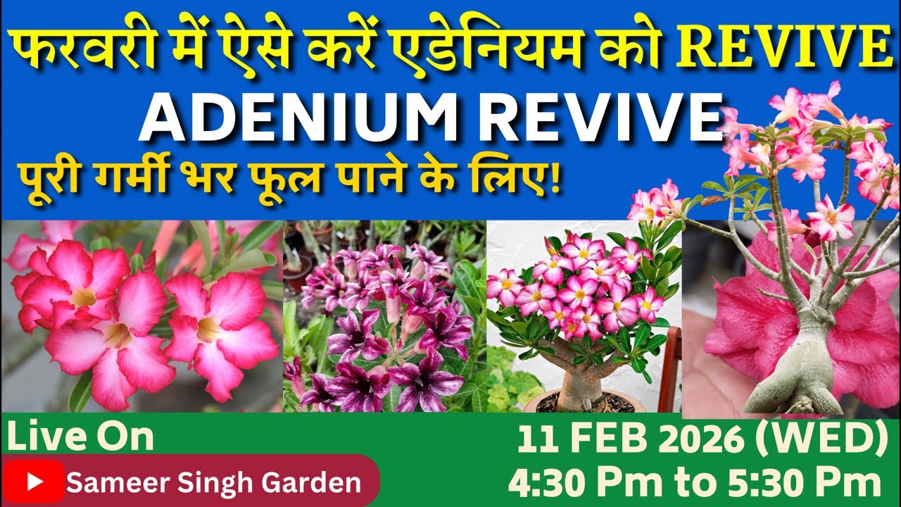 फरवरी में ऐसे करें एडेनियम को रिवाइव – पूरी गर्मी भर फूल पाने के लिए! || February Adenium Revival