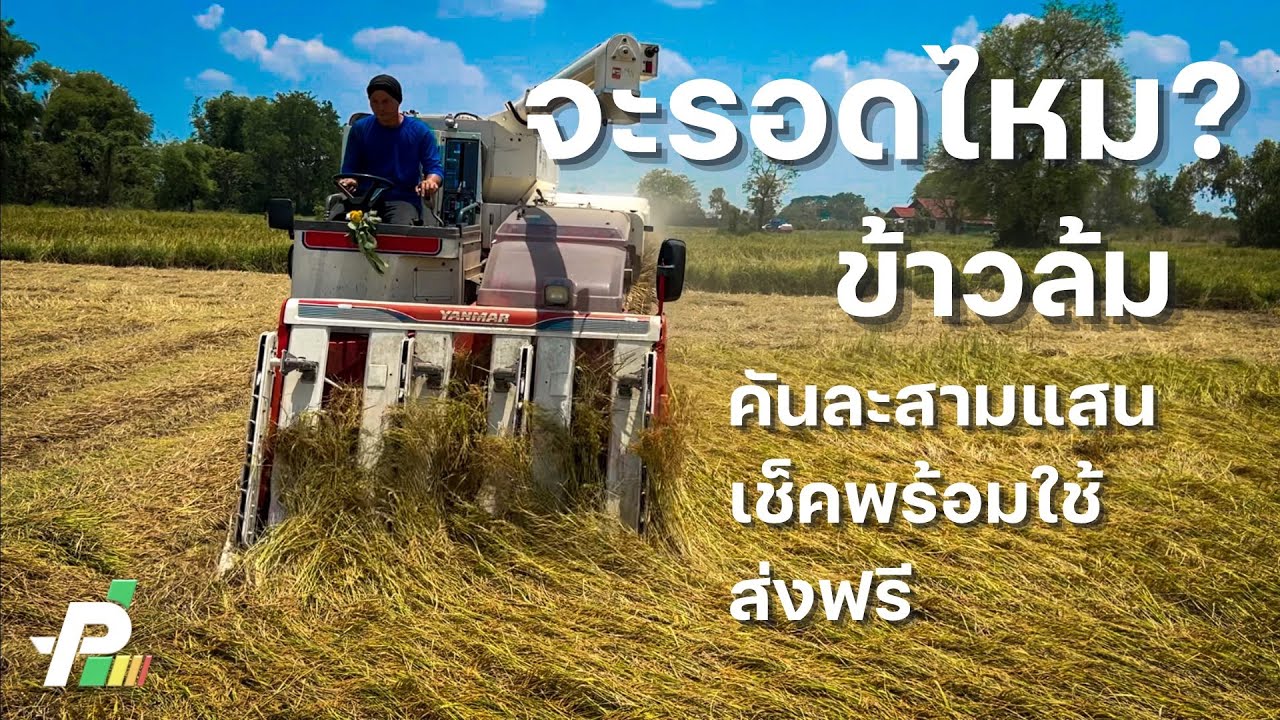 รถเกี่ยวคันละสามแสน เกี่ยวข้าวล้ม จะรอดไหม?