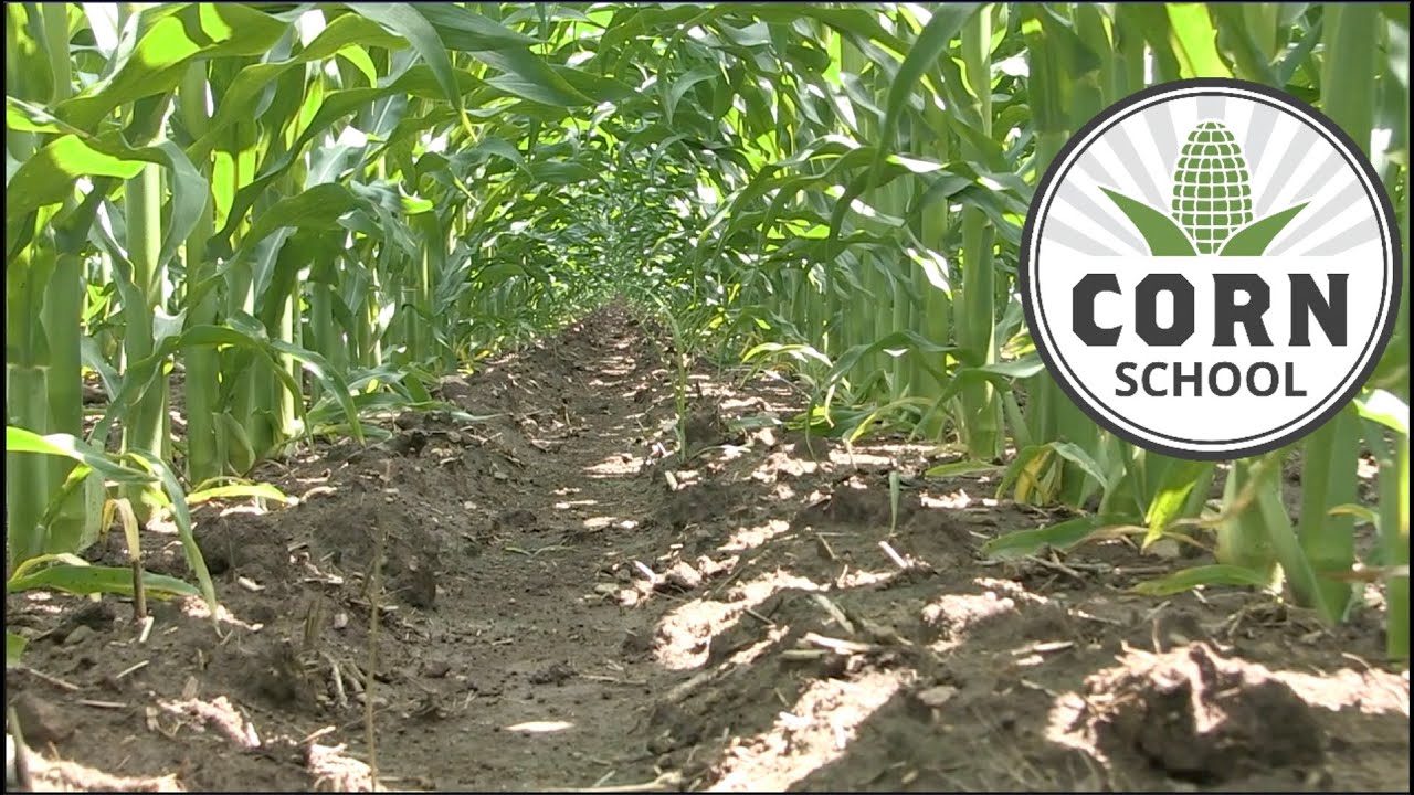 Corn School: How much nitrogen is lost when applying in season?