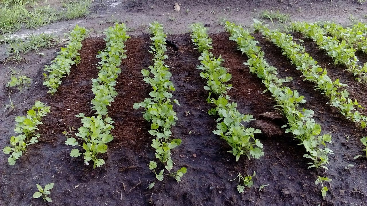 Como usar a uréia no cultivo do coentro
