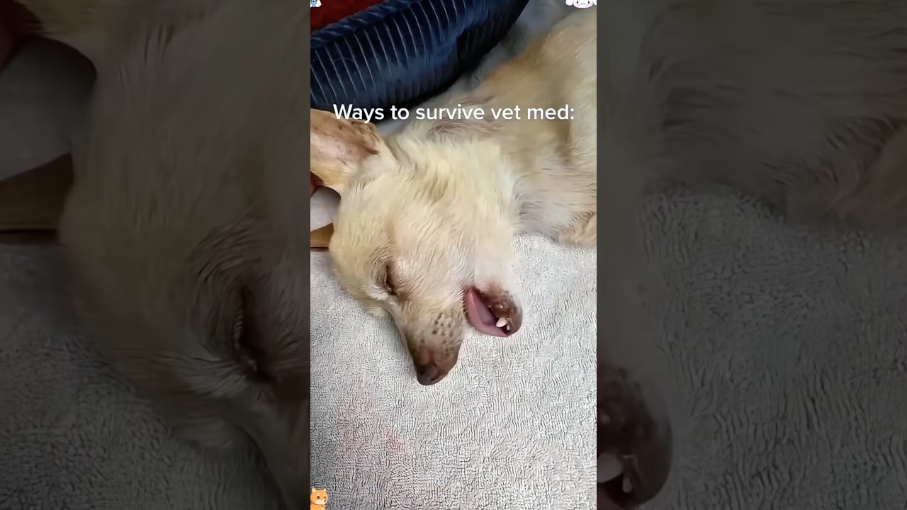 Waking up from anesthesia be like🤣🤣#funnypet #pets #cutedog #animals #funnyanimal #funny #dog