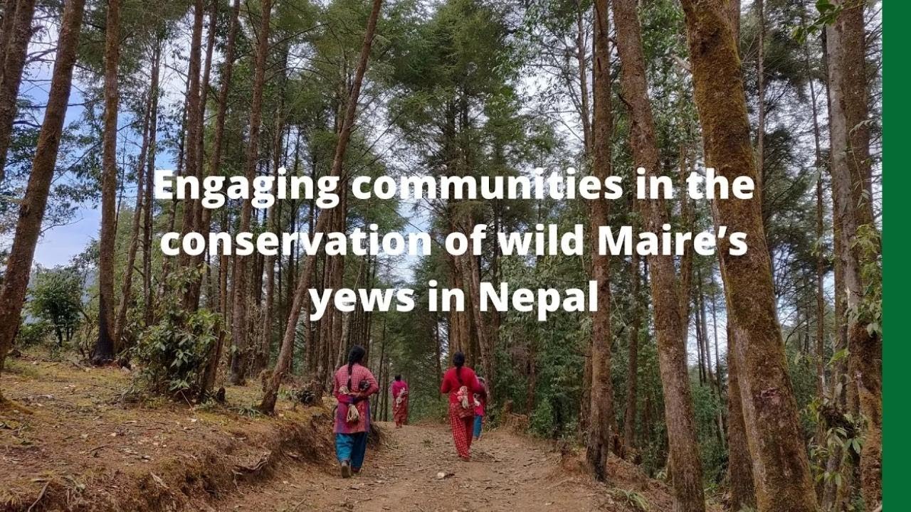 Saving the cancer-treating Maire's yew tree in Nepal