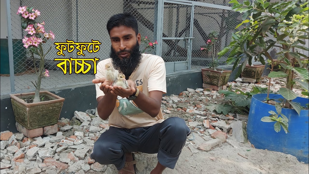 ফুটফুটে টার্কির বাচ্চা গুলো